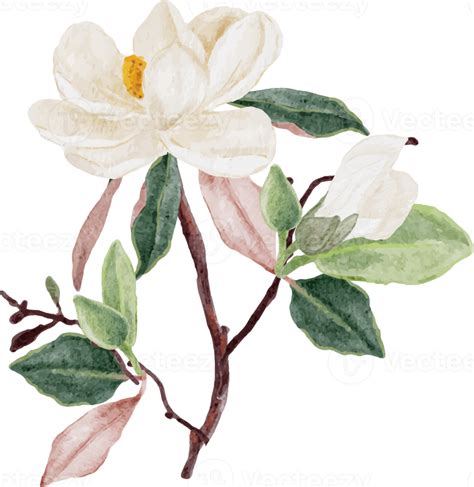 Watercolor White Magnolia Flower And Leaf Bouquet Clipart 18249967 Png