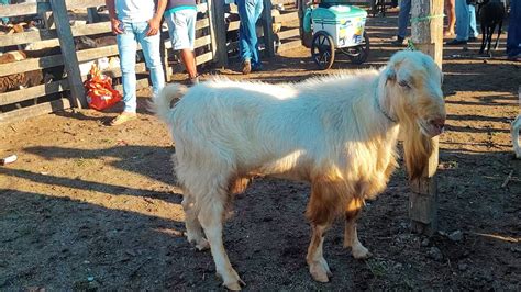 FEIRA DE CAPRINO OVINO E SUÍNO EM CACHOEIRINHA PE QUINTA FEIRA 04 01