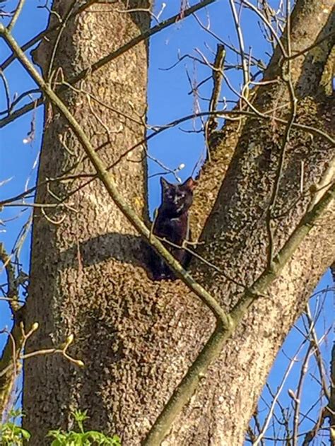 14 04 2018 Feuerwehr Holt Katze Schnurstracks Vom Baum Feuerwehren