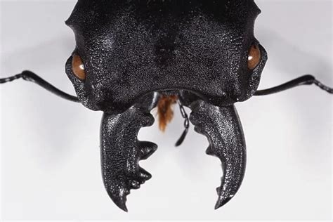 Odontolabis cuvera (Stag Beetle) head, eyes and mandible