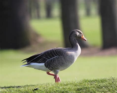 Greylag Goose | Zoopedia Wiki | Fandom