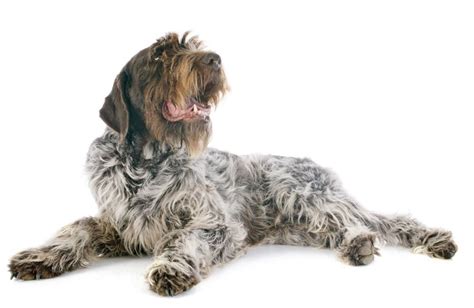 How To Properly Care For A Wirehaired Pointing Griffon