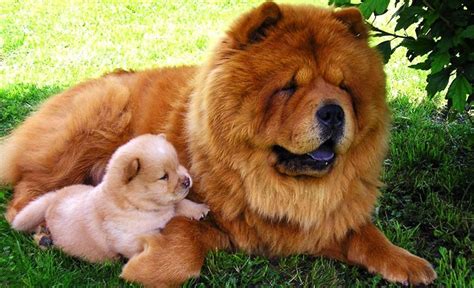 Chow Chow Dogs