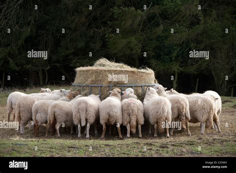 Sheep eating hay Stock Photo - Alamy