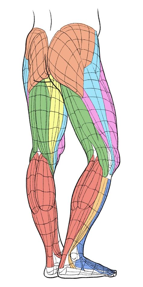 Figure Drawing Reference Anatomy Reference Art Reference Photos