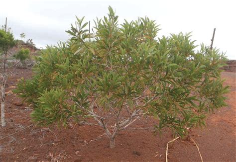 acacia spirorbis sur le koniambo trazy  scientific diagram