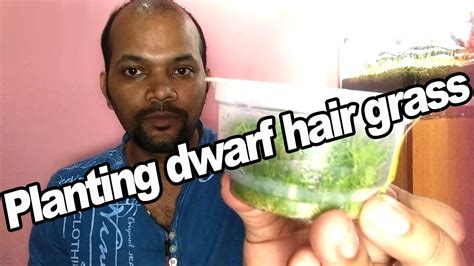 Planting Dwarf Hairgrass Youtube