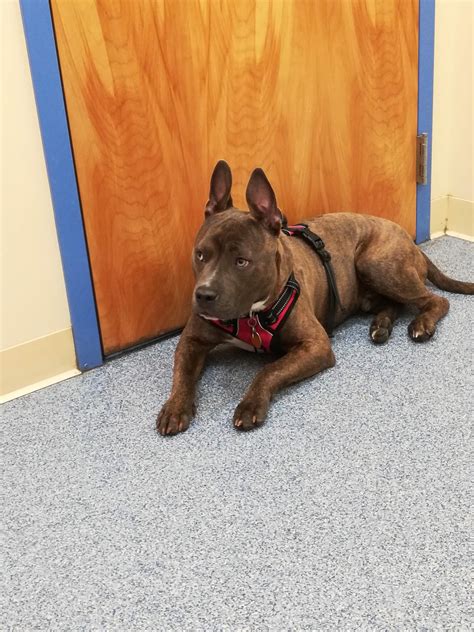PITTSFIELD VETERINARY HOSPITAL - Pittsfield MA - Hours, Directions