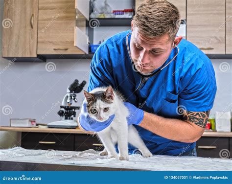 Veterinary Doctor Examining A Sick Cat With Stethoscope In A Vet Clinic