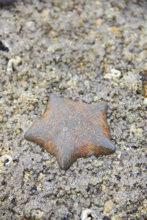 Starfish Rock Stock Photos Download 2467 Royalty Free Photos