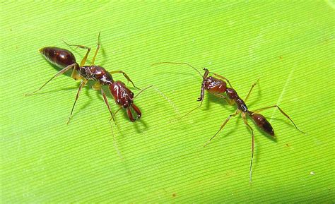 Odontomachus Sp Ant Ranch