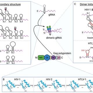 Schematic Representation Of The Human Retroviral Grna Packaging