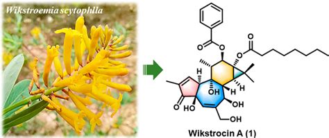 Anti Hiv Tigliane Diterpenoids From Wikstroemia Scytophylla Abstract