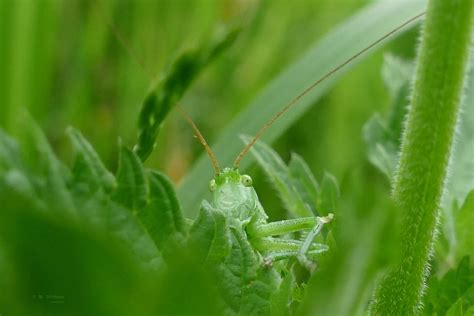 Mal einen Blick riskieren Forum für Naturfotografen