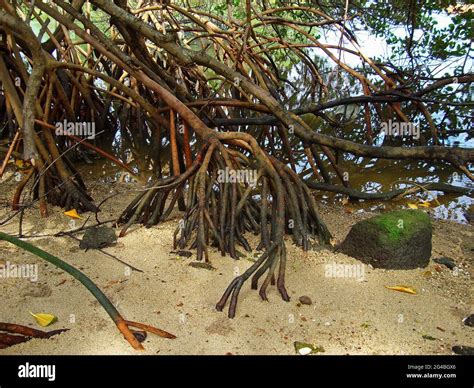 Rhizophora Mangle Root Fotograf As E Im Genes De Alta Resoluci N Alamy