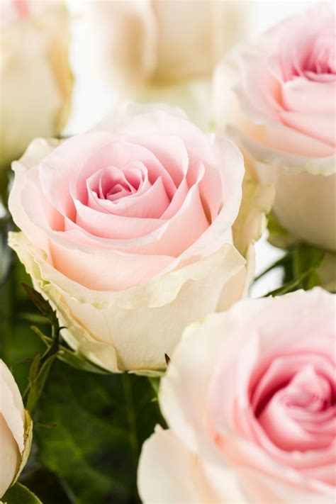 Everything There Is To Know About This Soft Pink Rose Her Outter