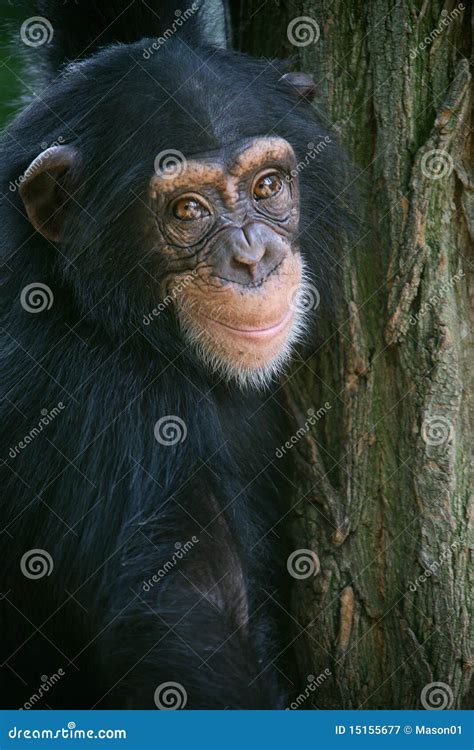 Smiling chimpanzee stock image. Image of smile, monkey - 15155677