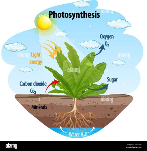 photosynthesis diagram high resolution stock photography  images alamy