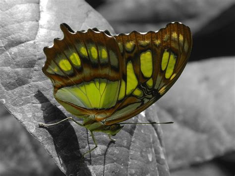 Banco De Imagens Natureza Asa Folha Flor Verde Inseto Borboleta