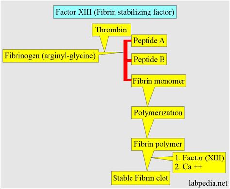 Blood Coagulation Factors And Interpretations