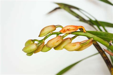 How To Grow And Care For Cymbidium Orchids