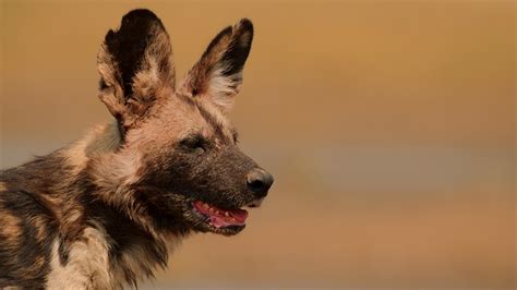 Where are they now? Painted Wolves | BBC Earth