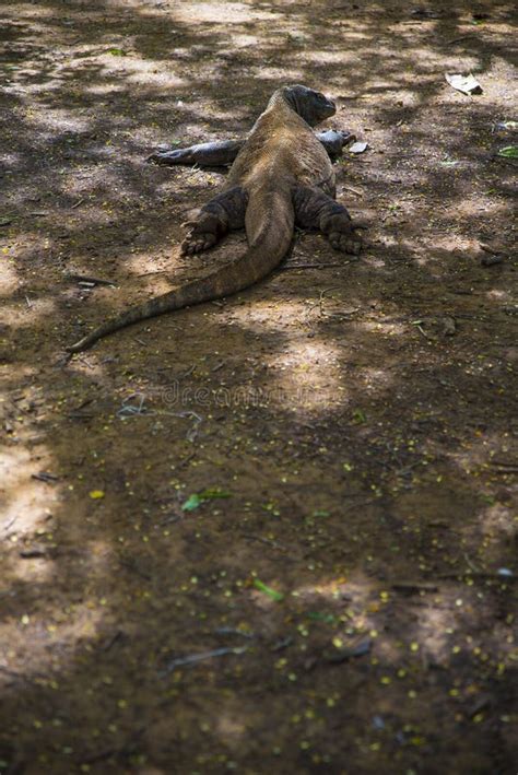 Komodo Dragon The Largest Lizard In The World Walks On The Ground It