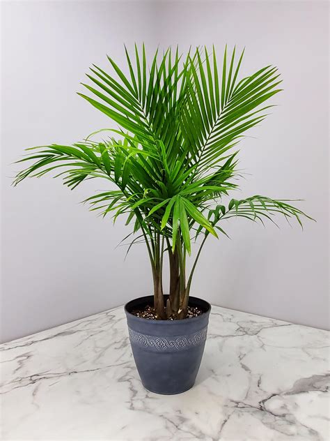 United Nursery Majesty Palm House Plant In Pot Ubicaciondepersonas