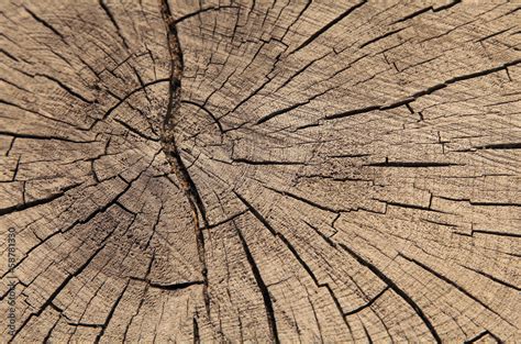 Jahresringe Holz Stock Foto Adobe Stock