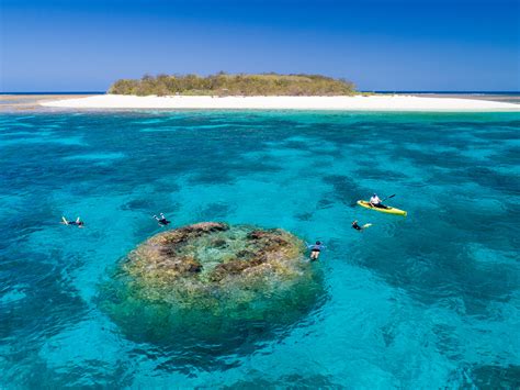Turtle Hatching Season In The Gladstone Region Queensland