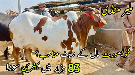 Malir Mandi Karachi Cattle Rates Update December Cow Mandi