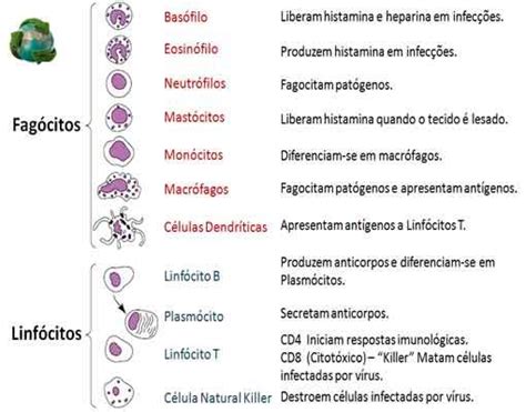 As células sanguíneas e suas funções Planeta Biologia Material de