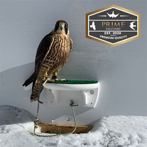 Falconry Shelf Perch - Prime Falconry