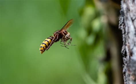 Hornisse Im Flug Mit Spinne Foto And Bild Tiere Wildlife Insekten