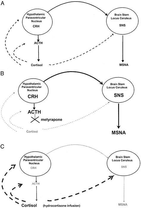 Schematic Diagram Of The Interrelation Between Hpa Axis And Sns System Download Scientific