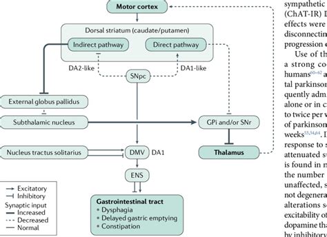 Basal Ganglia And Brainstem Connections In Pd Simplified Schematic