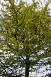 Louisiana State Tree – Bald Cypress – 50States.com