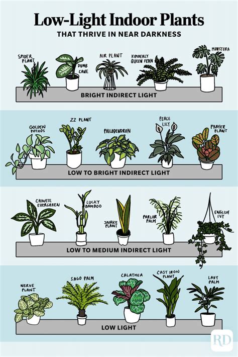 25 low light indoor plants that thrive in near darkness – Artofit