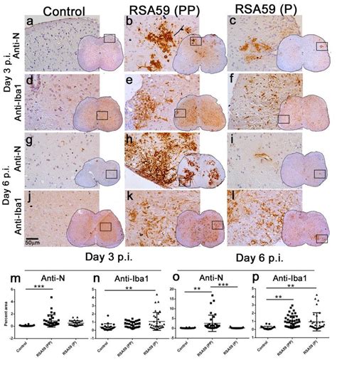 Spread And Distribution Of Viral Antigen And Microglia Macrophages In