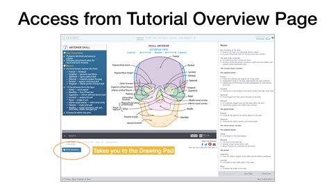 FAQ: How do I use the Drawing Pad with the Tutorials? | ditki medical ...