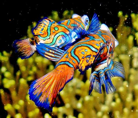 Mandarin Fish - Aquarium Tips