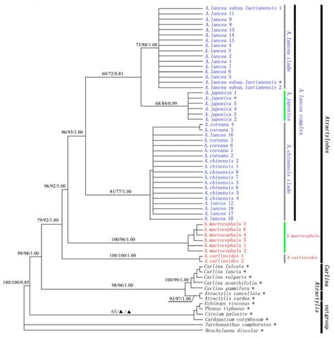 The 50 Majority Rule Consensus Tree From Bayesian Inference Bi