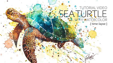 Tutorial Video Sea Turtle Time Lapse Youtube