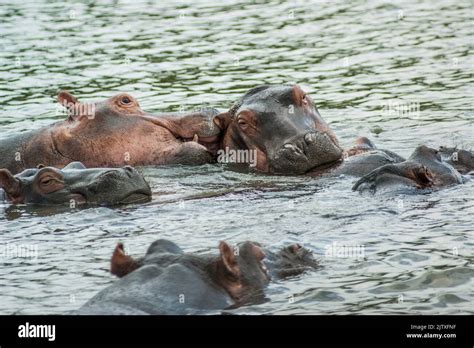 Hippos Swiming St Lucia Estuary Wildlife On St Lucia Isimangaliso