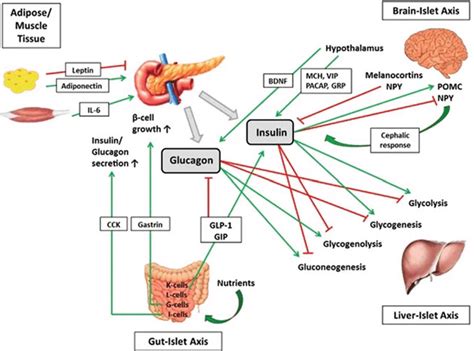 Interplay Of Pancreas With Brain Liver Gut Adipose And Muscle Tissue Download Scientific