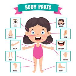 Human Body Parts Royalty Free Vector Image Vectorstock