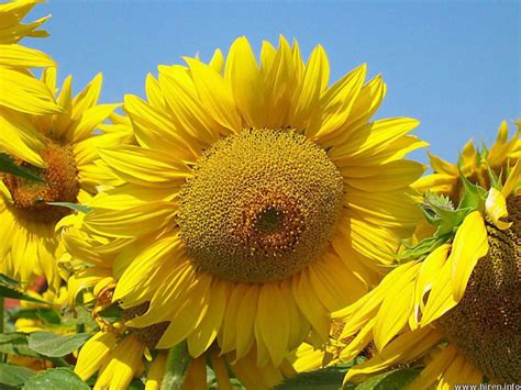 Beautiful Pictures of Sunflowers | Incredible Snaps