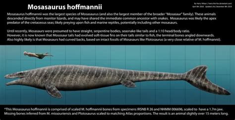 Mosasaurus Hoffmannii Pepe Pop Mosasaurus Hoffmannii Was The Largest Species Of Mosasaurus And