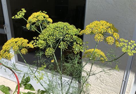 fennel flowers – Hydrangeas Blue