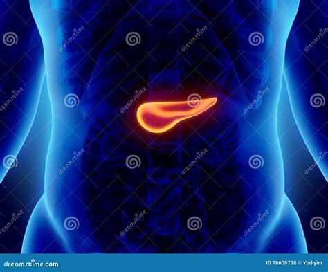 Illustrazione 3D Del Pancreas Parte Dell Apparato Digerente